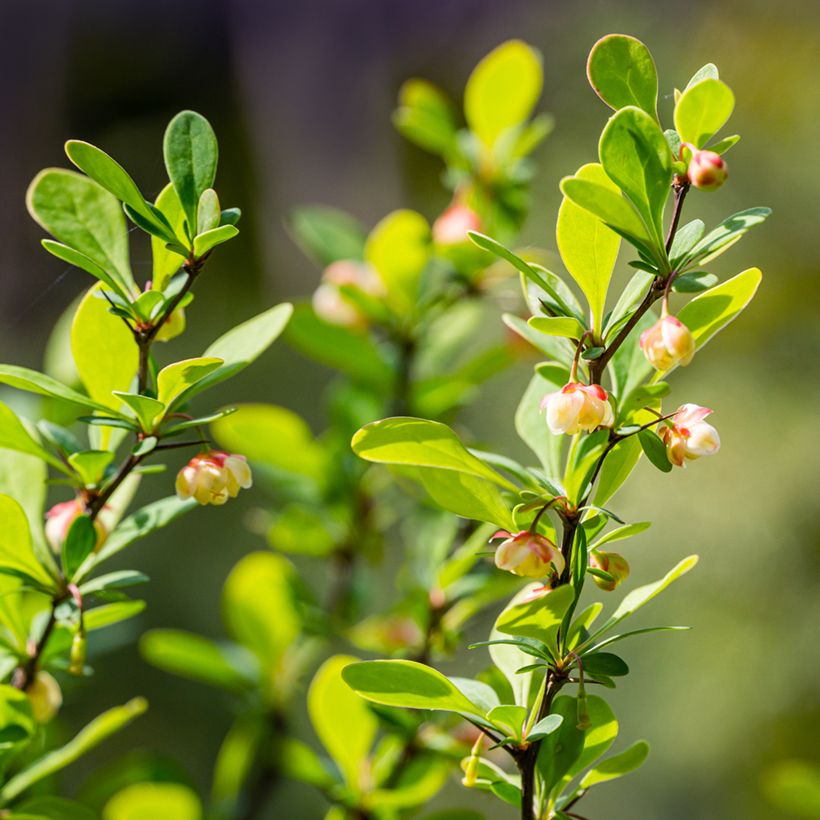 Berberis thunbergii Erecta (Blüte)