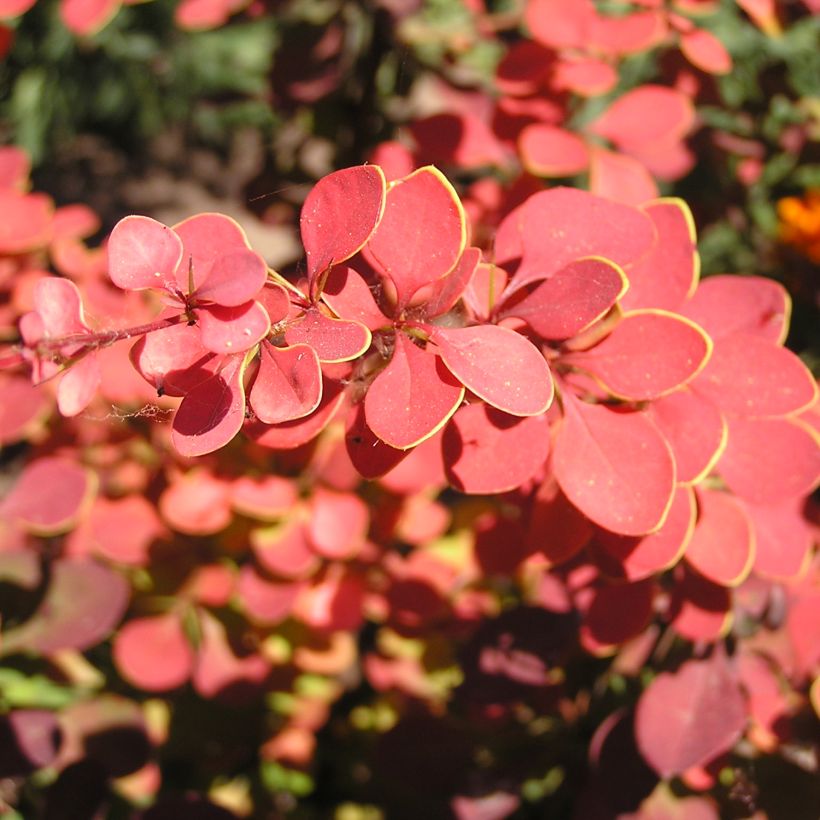 Berberis thunbergii Fireball (Laub)