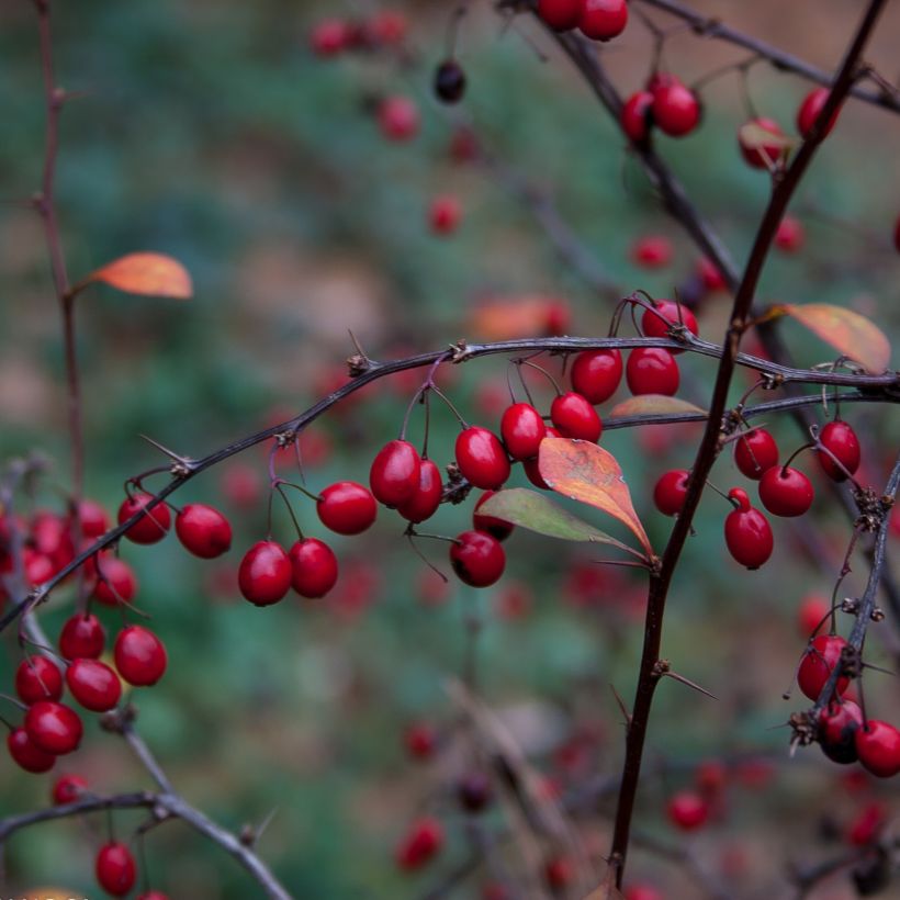 Berberis thunbergii Fireball (Ernte)