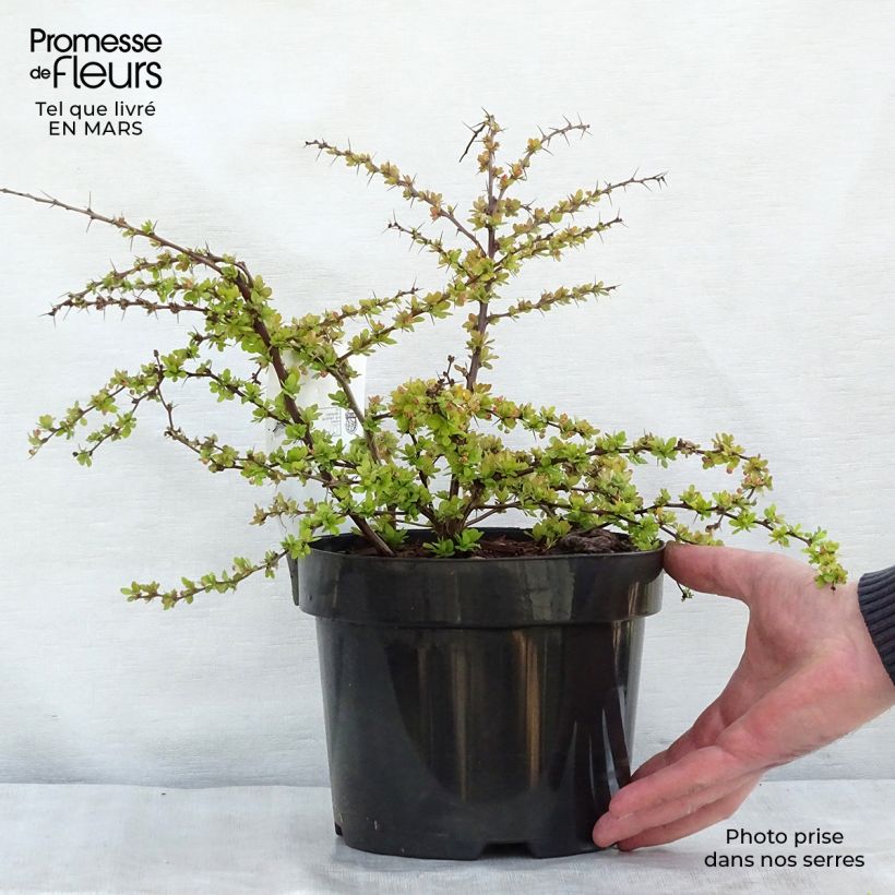 Exemplar von Berberis thunbergii Golden Carpet - Epine-vinette Pot de 3L/4L wie im Frühjahr geliefert