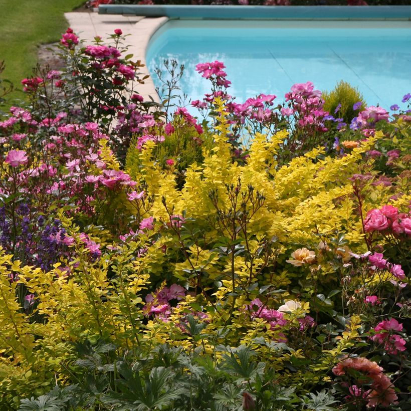 Berberis thunbergii Golden Carpet (Hafen)