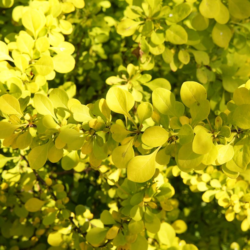 Berberis thunbergii Golden Carpet (Laub)