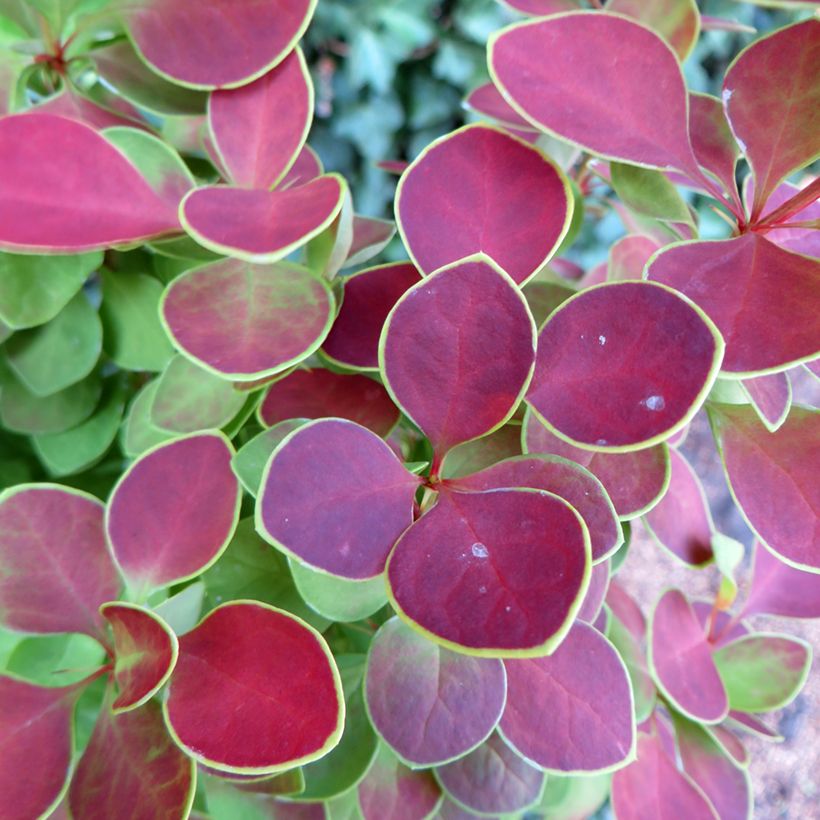 Berberis thunbergii Golden Ring (Laub)