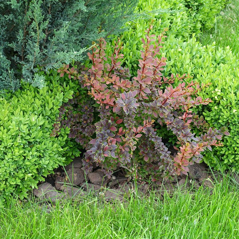 Berberis thunbergii Golden Ring (Hafen)