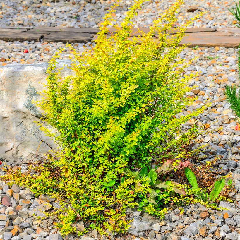 Berberis thunbergii Golden Rocket (Hafen)