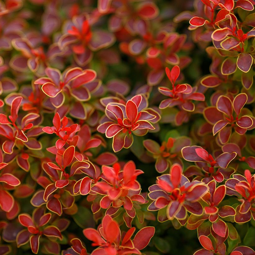 Berberis thunbergii Golden Ruby (Laub)