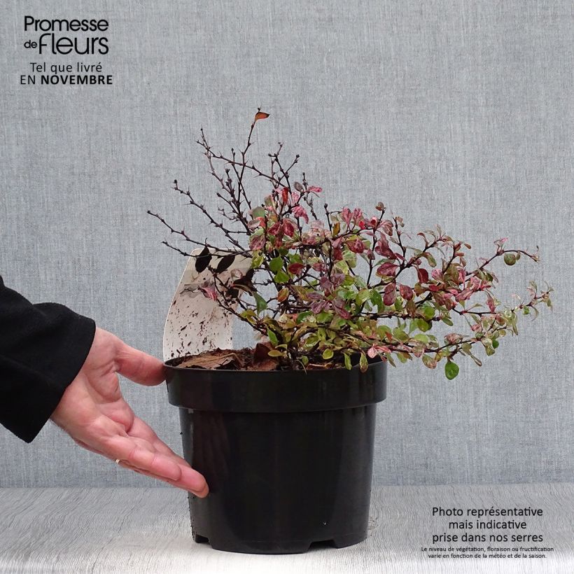 Exemplar von Berberis thunbergii Inspiration - Épine-vinette Pot de 2L/3L wie im Herbst geliefert