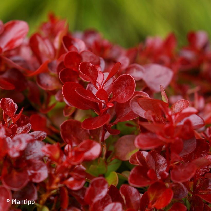 Berberis thunbergii Lutin Rouge (Laub)