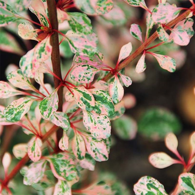 Berberis thunbergii Natasza (Laub)