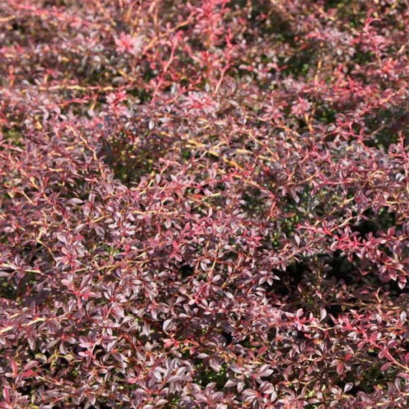 Berberis thunbergii Orange Dream (Laub)