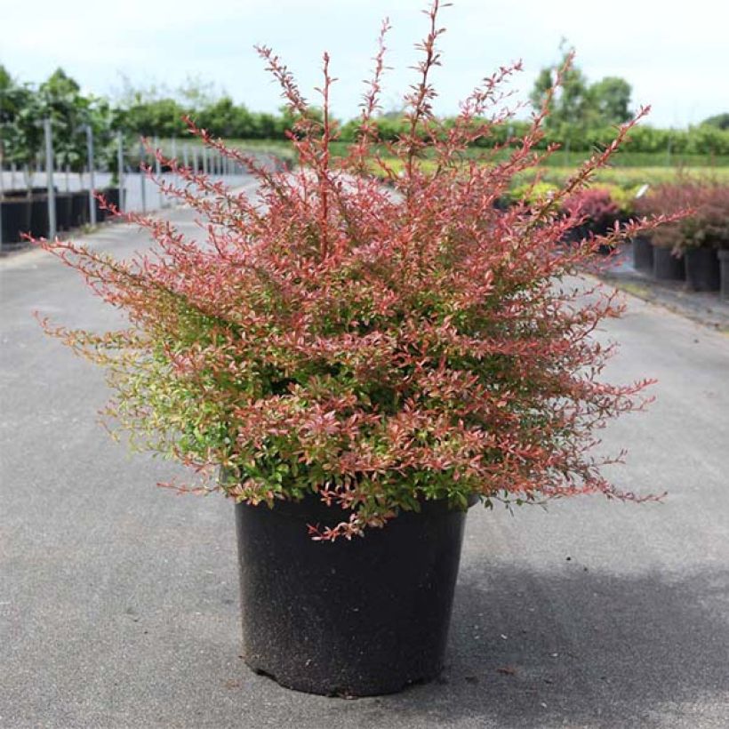 Berberis thunbergii Orange Dream (Hafen)