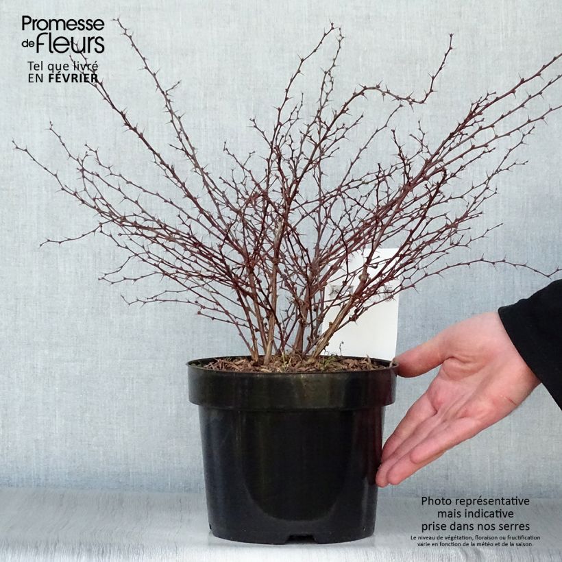 Exemplar von Berberis thunbergii Orange Dream Pot de 2L/3L wie im Winter geliefert