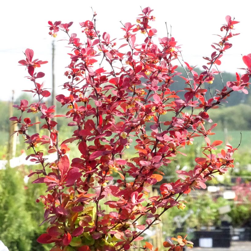 Berberis thunbergii Orange Rocket (Hafen)