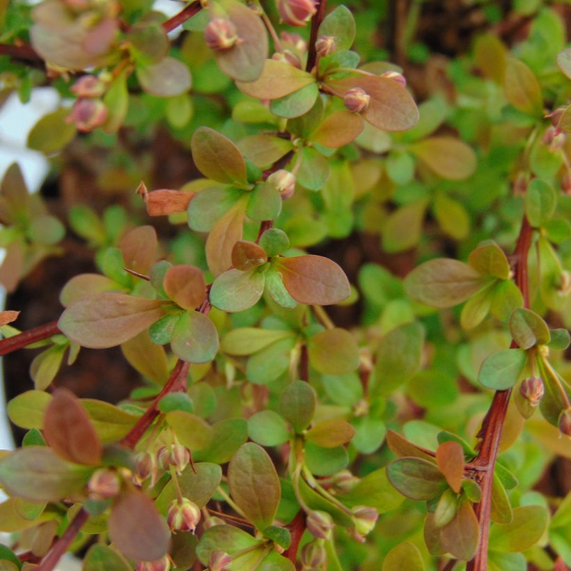 Berberis thunbergii Red Dream (Laub)