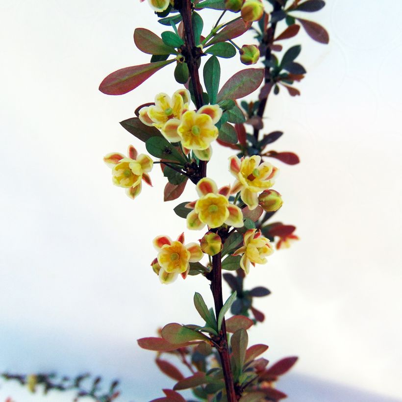 Berberis thunbergii Red Dream (Blüte)