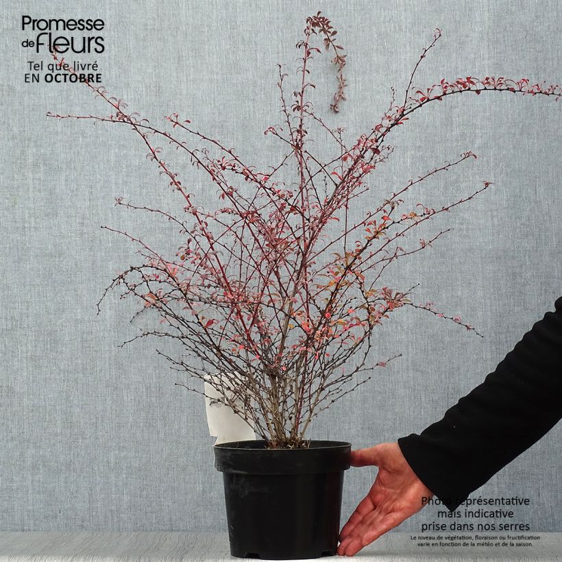 Exemplar von Berberis thunbergii Red Dream wie im Herbst geliefert