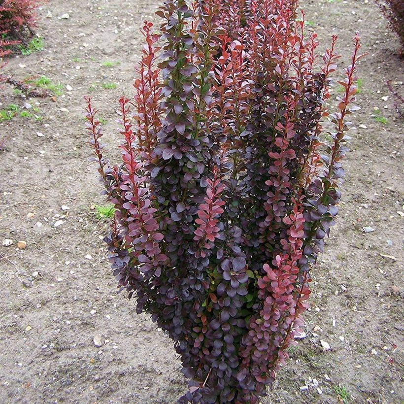 Berberis thunbergii Red Rocket (Hafen)