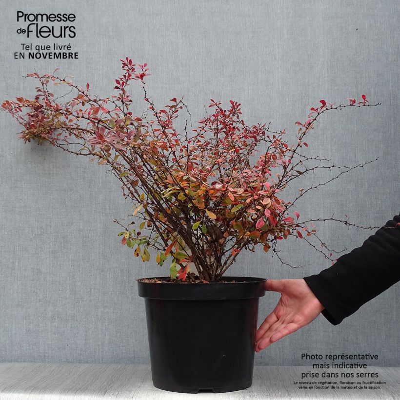 Exemplar von Berberis thunbergii Rosy Glow wie im Herbst geliefert