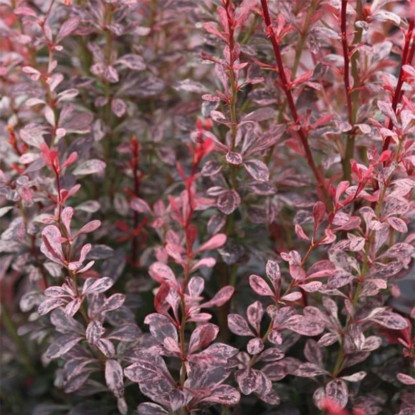 Berberis thunbergii Rosy Rocket (Laub)