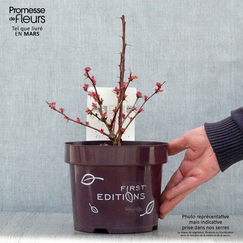 Exemplar von Berberis thunbergii Toscana Pot de 2L/3L wie im Frühjahr geliefert