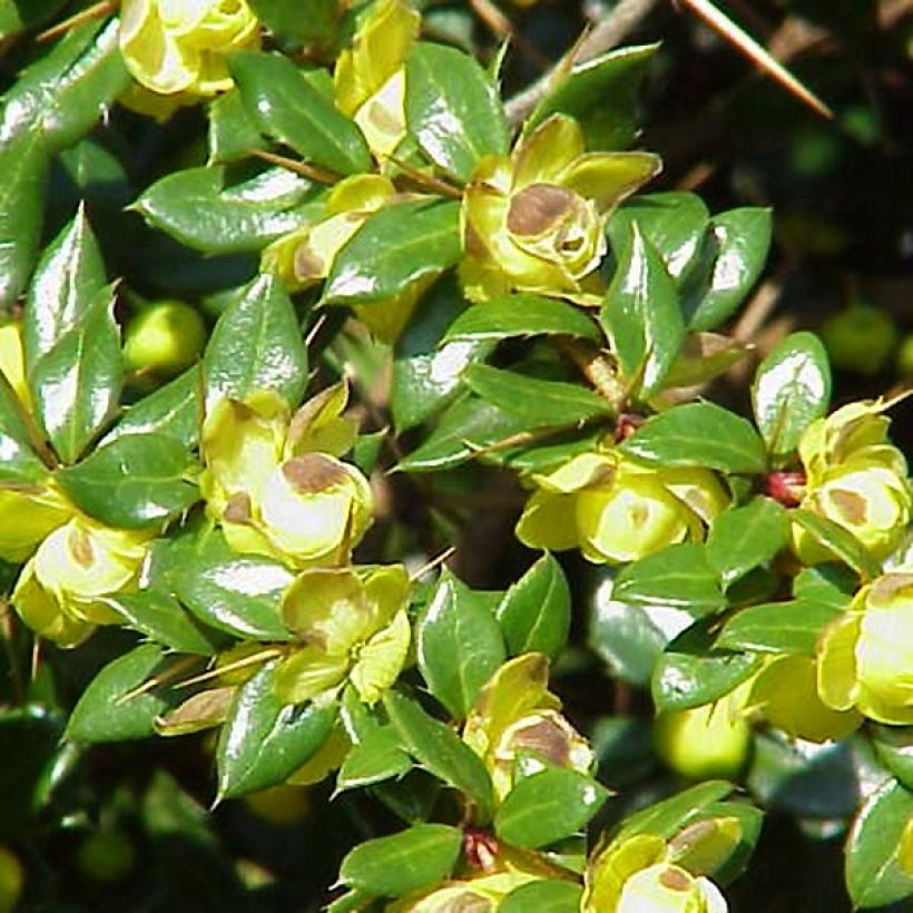 Berberis verrucosa - Warzen-Berberitze (Laub)