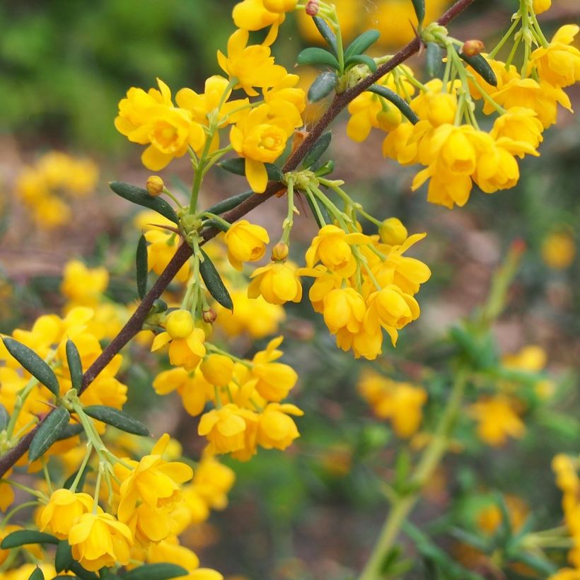 Berberis stenophylla - Schmalblättrige Berberitze (Blüte)