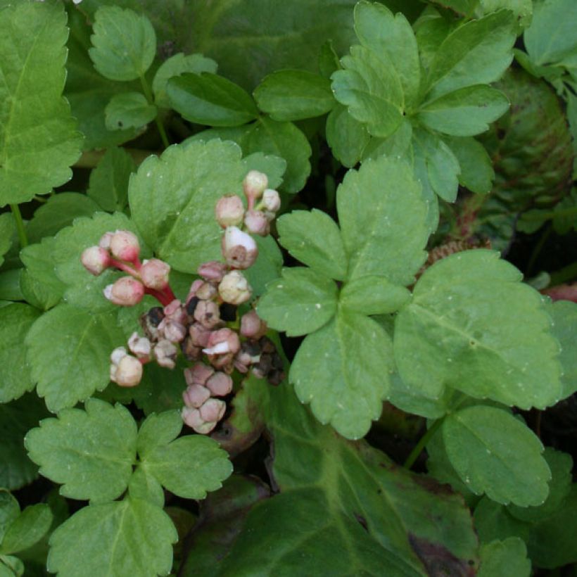 Bergenia Baby Doll - Bergenie (Laub)