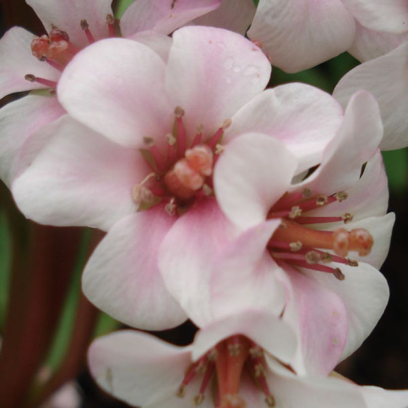 Bergenia Baby Doll - Bergenie (Blüte)