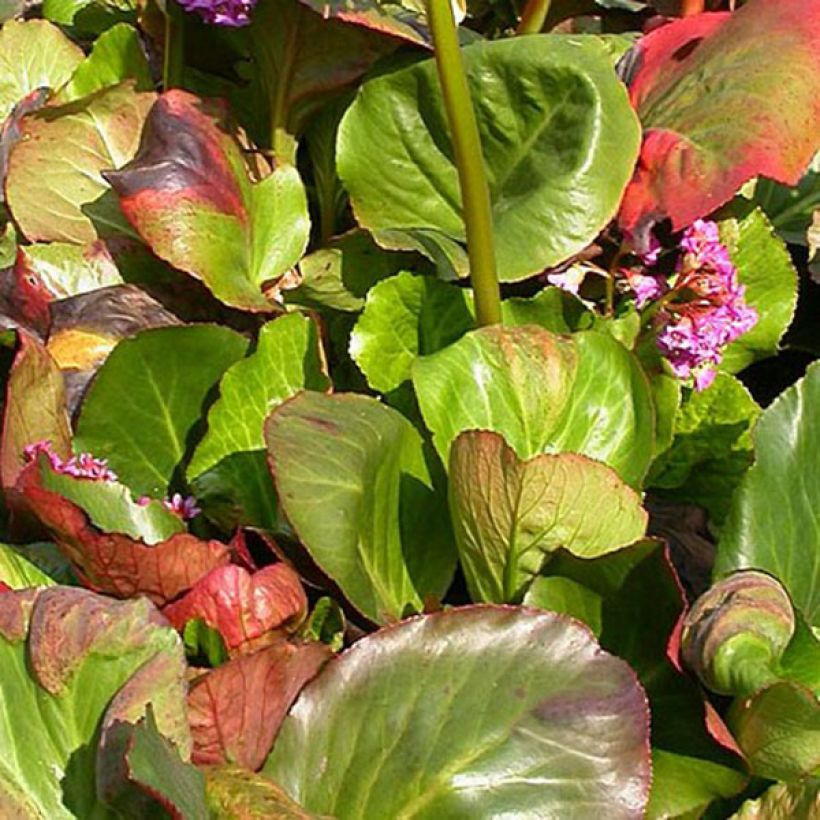 Bergenia Bartok - Bergenie (Laub)