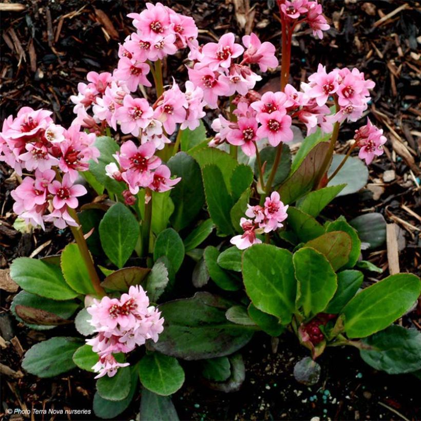 Bergenia Pink Dragonfly - Bergenie (Laub)