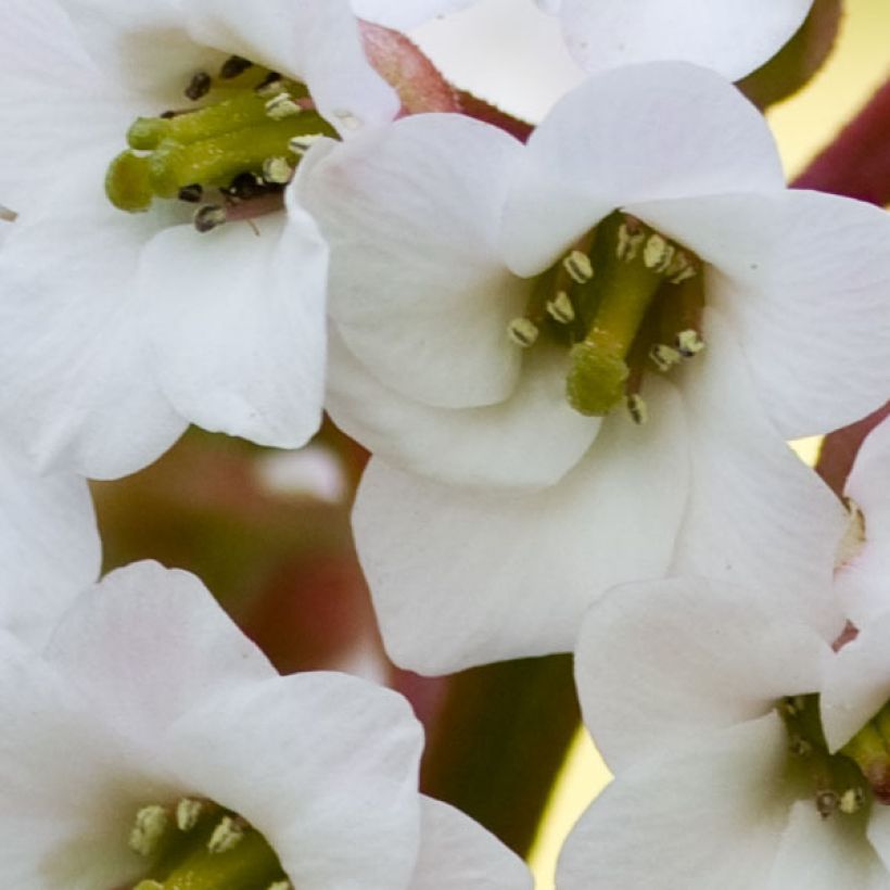 Bergenia Bressingham White - Bergenie (Blüte)