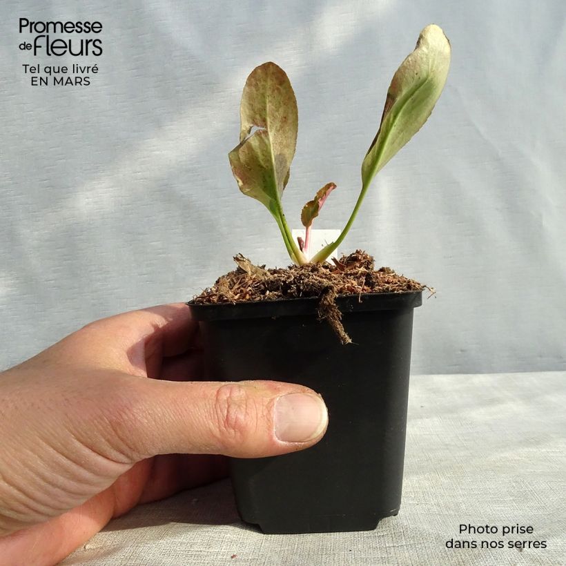 Exemplar von Bergenia Bressingham White Godet de 9cm wie im Winter geliefert