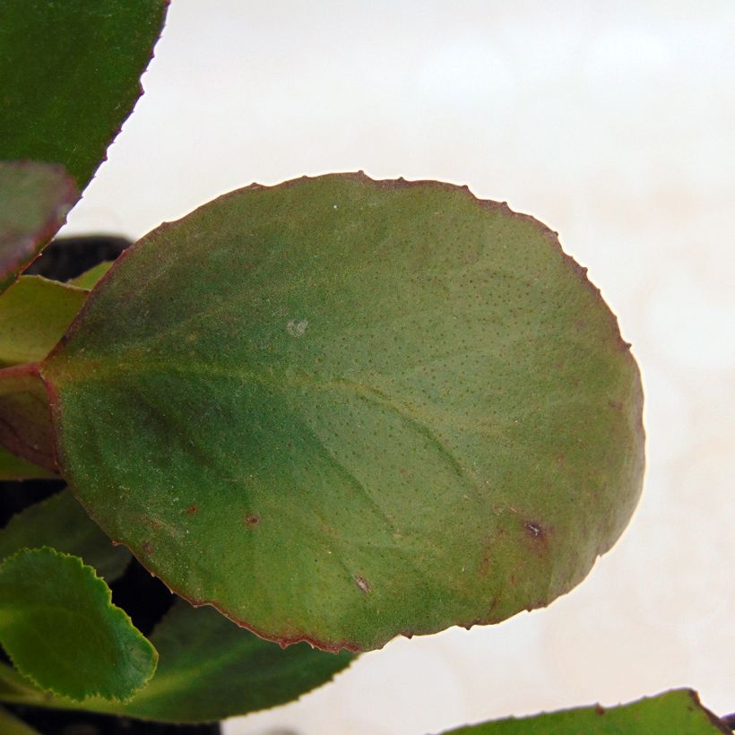 Bergenia Dragonfly Angel Kiss - Bergenie (Laub)