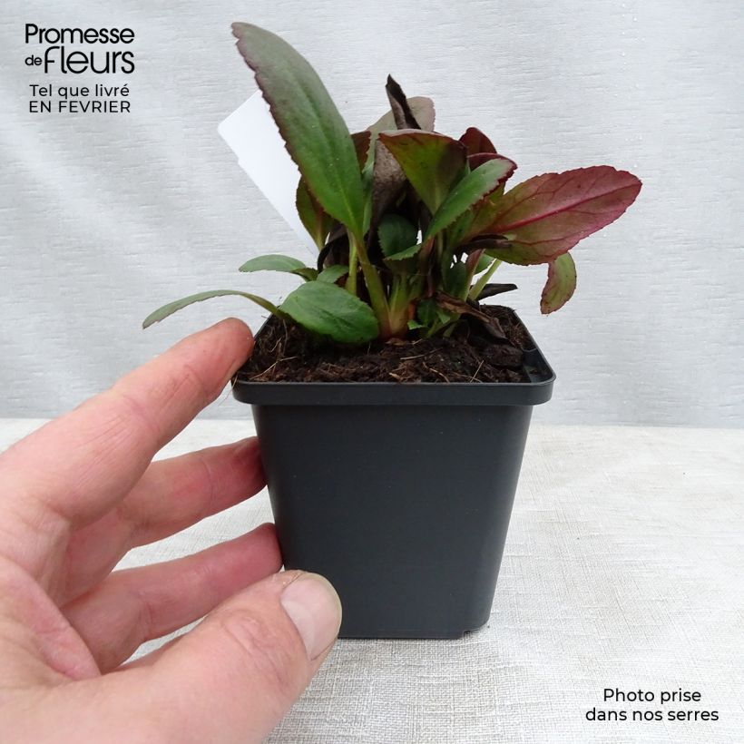 Exemplar von Bergenia Dragonfly Angel Kiss Godet de 9cm wie im Winter geliefert