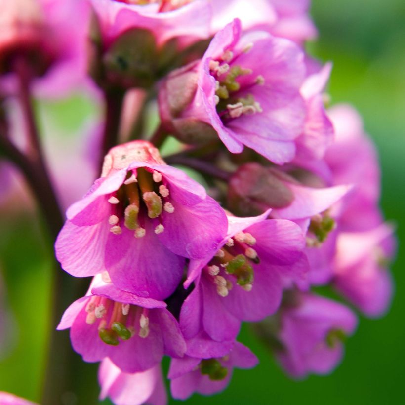 Bergenia Eden's Dark Magic - Bergenie (Blüte)