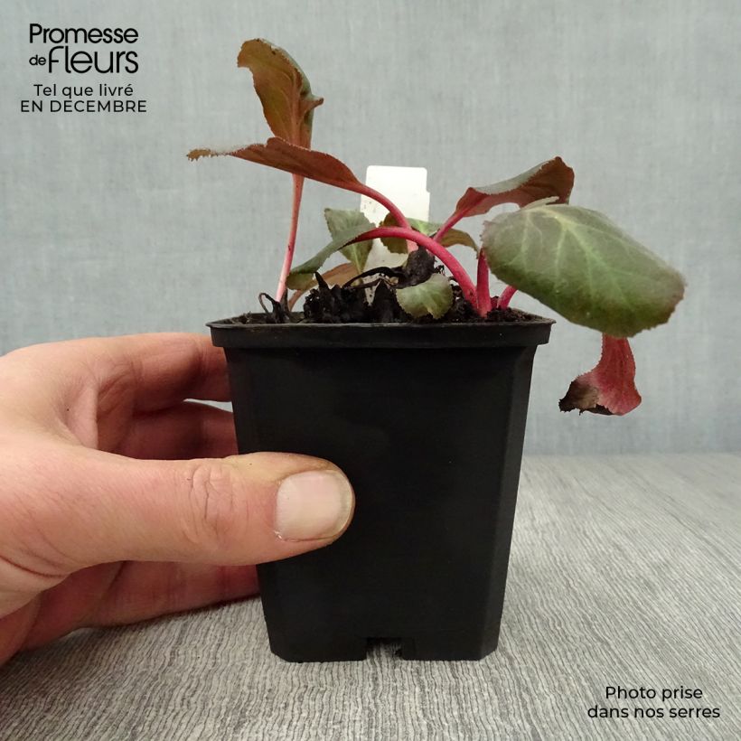 Exemplar von Bergenia Hybride Abendglut en godet de 9 cm wie im Winter geliefert