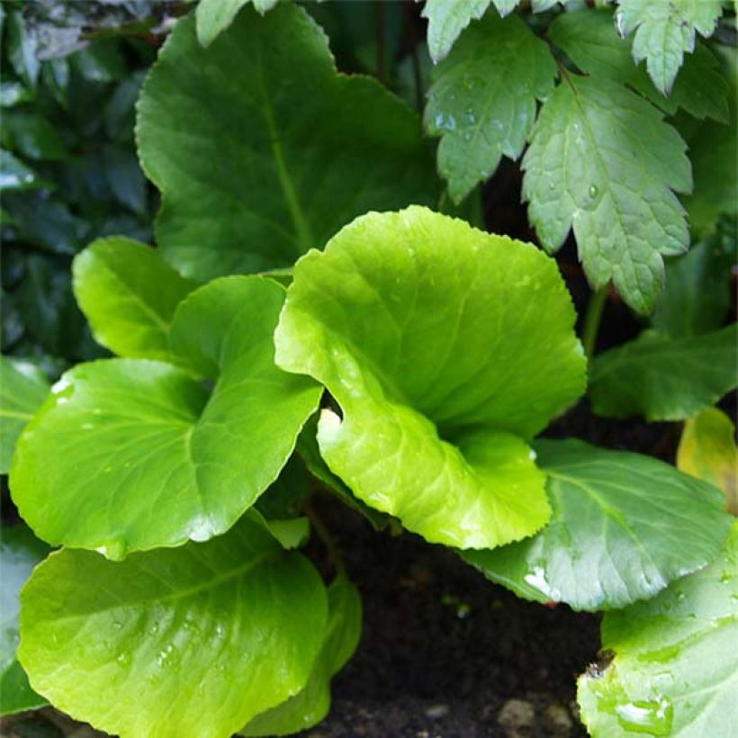 Bergenia cordifolia Morgenrote - Bergenie (Laub)