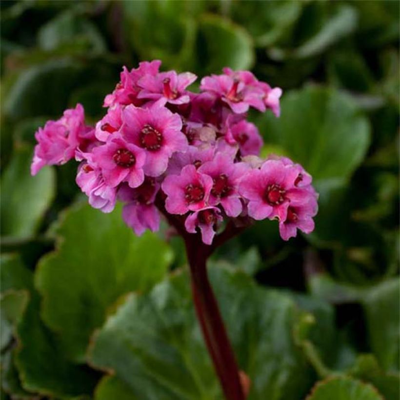 Bergenia cordifolia Morgenrote - Bergenie (Blüte)