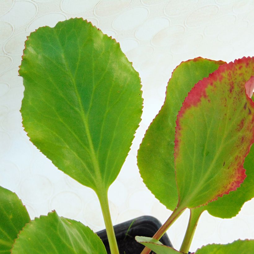 Bergenia cordifolia Rotblum - Bergenie (Laub)