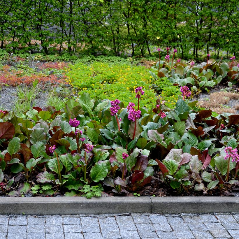 Bergenia cordifolia Rotblum - Bergenie (Hafen)