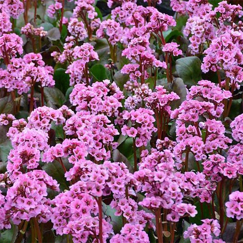 Bergenia Spring Fling - Bergenie (Blüte)