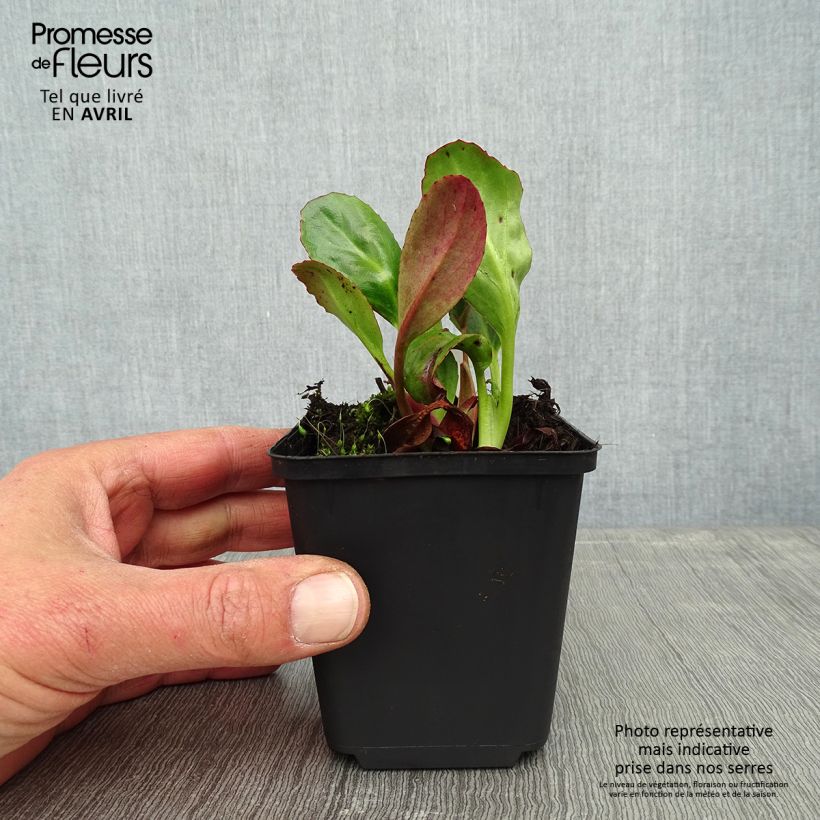 Exemplar von Bergenia Wintermarchen - Bergenie Kleine Töpfe von 8/9 cm wie im Frühjahr geliefert