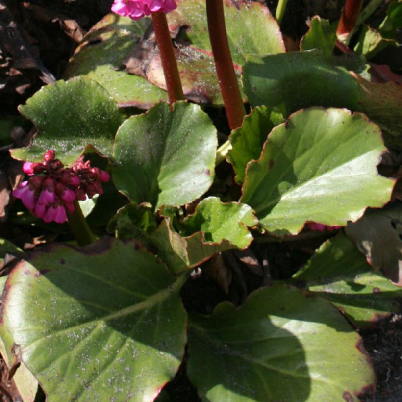 Bergenia Abendglut - Bergenie (Laub)