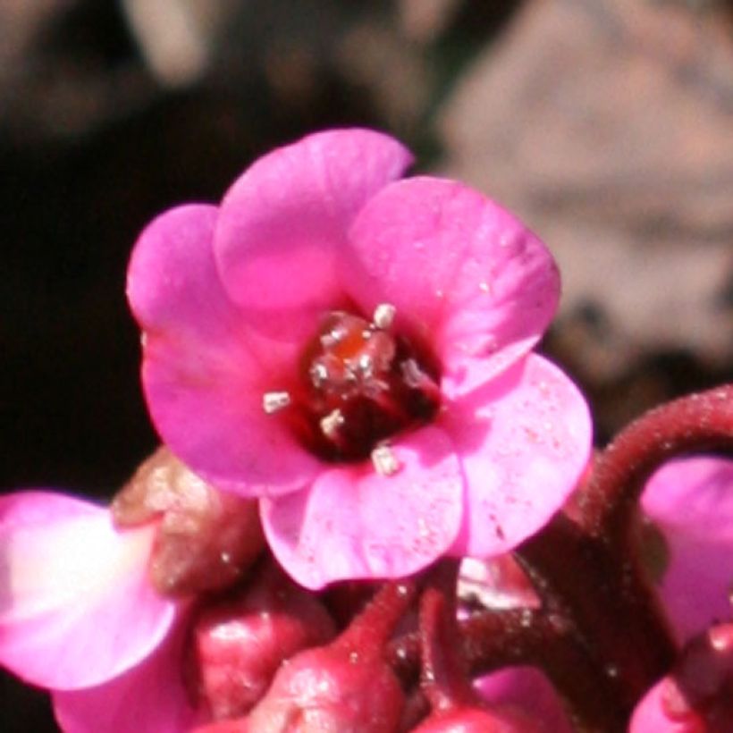 Bergenia Abendglut - Bergenie (Blüte)