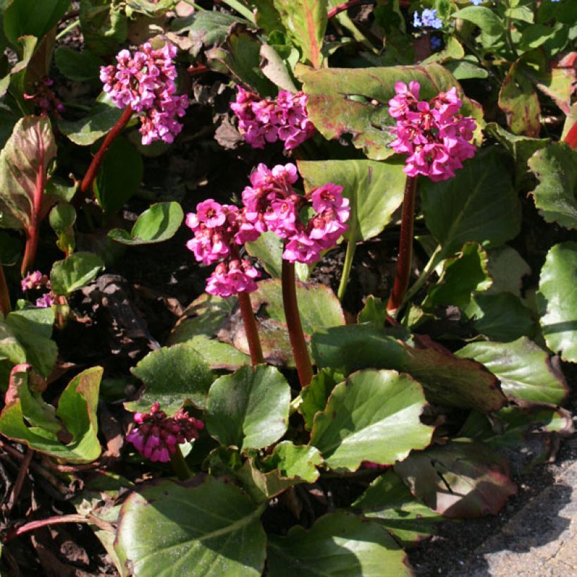 Bergenia Abendglut - Bergenie (Hafen)