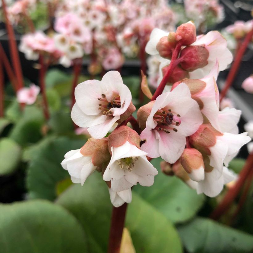 Bergenia Harzkristall - Bergenie (Blüte)