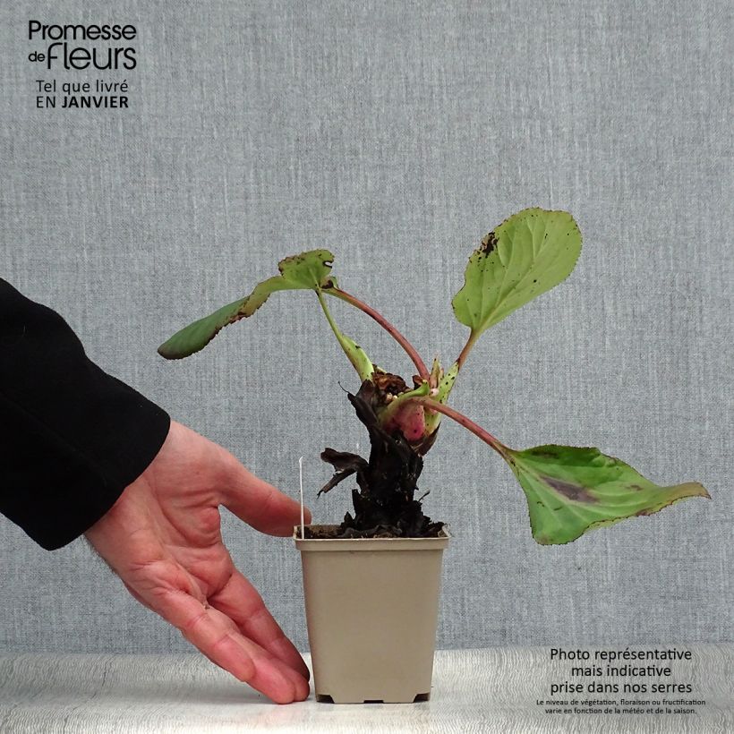 Exemplar von Bergenia schmidtii - Plante des savetiers Godet de 8/9 cm wie im Winter geliefert