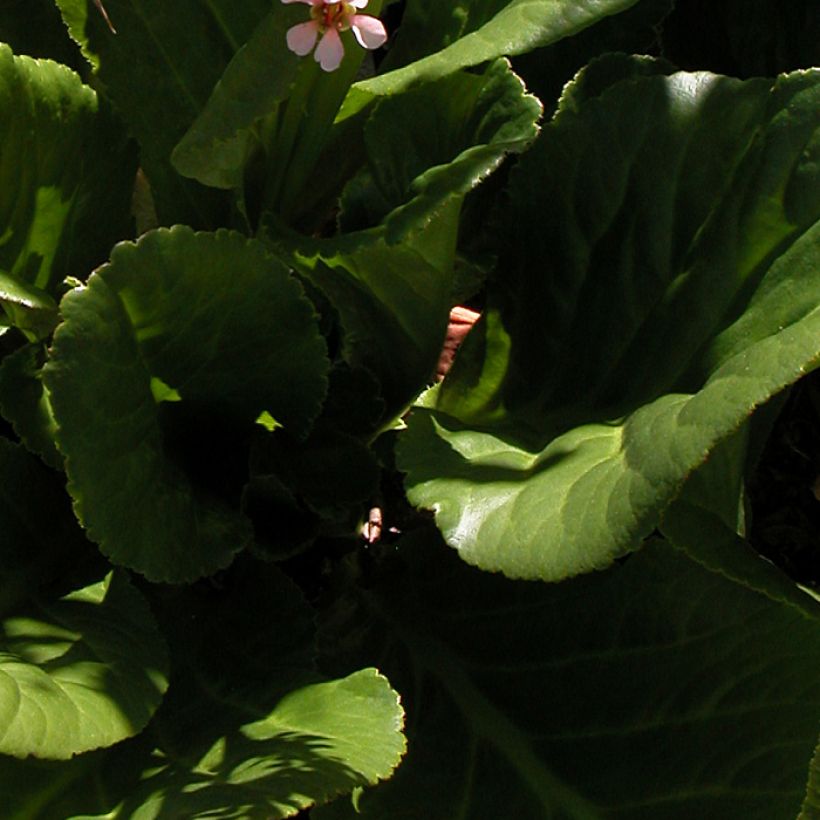 Bergenia stracheyi - Bergenie (Laub)