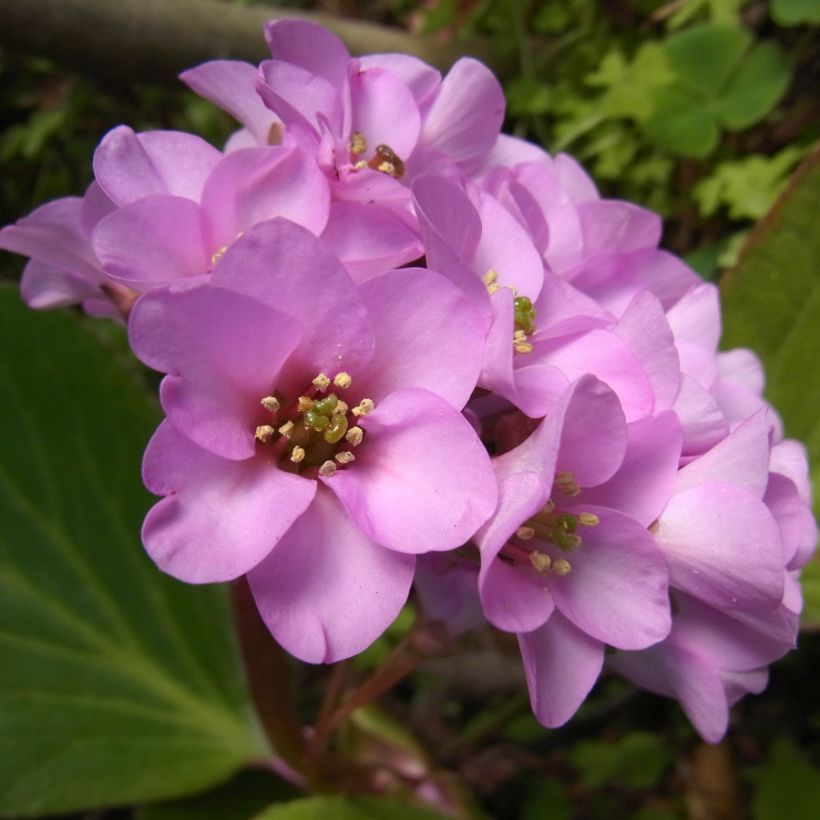 Bergenia stracheyi - Bergenie (Blüte)