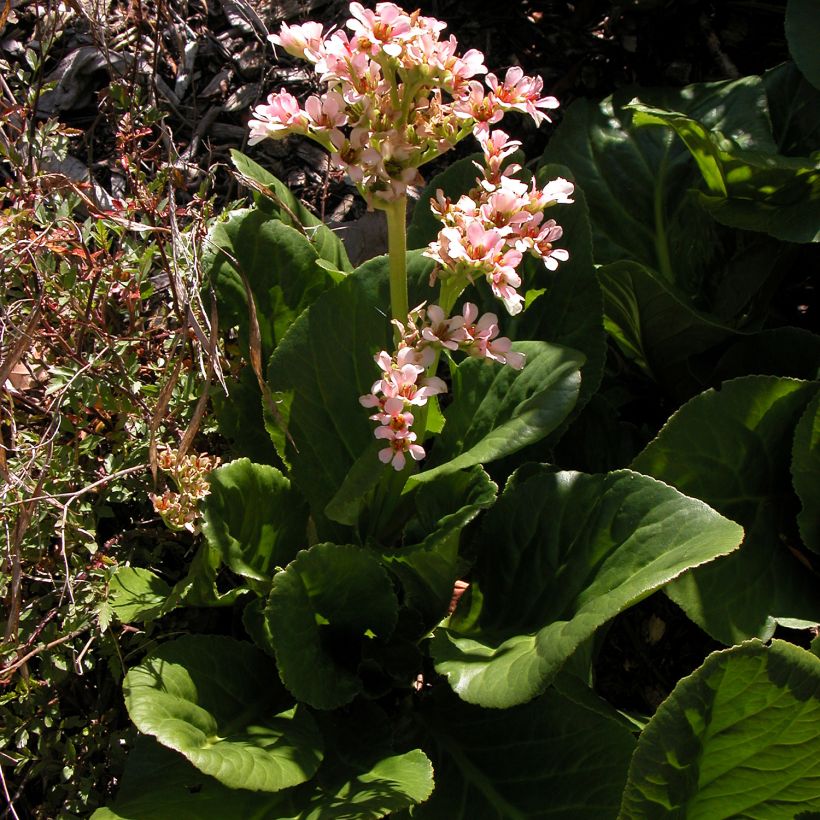 Bergenia stracheyi - Bergenie (Hafen)